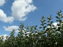 Škôlka ovocných stromov: jablone, hrušky, slivky, čerešne, čerešne, marhule, broskyne 01