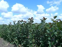 Škôlka ovocných stromov: jablone, hrušky, slivky, čerešne, čerešne, marhule, broskyne 03