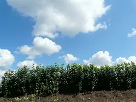 Škôlka ovocných stromov: jablone, hrušky, slivky, čerešne, čerešne, marhule, broskyne 04