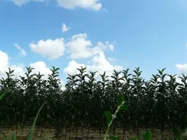 Škôlka ovocných stromov: jablone, hrušky, slivky, čerešne, čerešne, marhule, broskyne 05