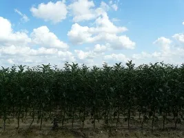 Škôlka ovocných stromov: jablone, hrušky, slivky, čerešne, čerešne, marhule, broskyne 06