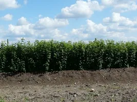 Škôlka ovocných stromov: jablone, hrušky, slivky, čerešne, čerešne, marhule, broskyne 07