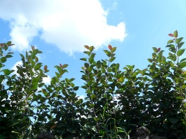 Škôlka ovocných stromov jablone hrušky slivky čerešne čerešne, marhule, broskyne
