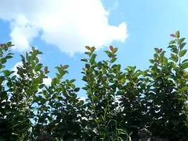 Škôlka ovocných stromov: jablone, hrušky, slivky, čerešne, čerešne, marhule, broskyne 08