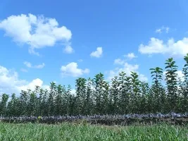 Škôlka ovocných stromov: jablone, hrušky, slivky, čerešne, čerešne, marhule, broskyne 09