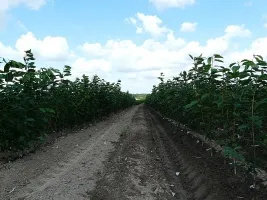 Škôlka ovocných stromov: jablone, hrušky, slivky, čerešne, čerešne, marhule, broskyne 10