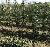 Škôlka ovocných stromov: jablone, hrušky, slivky, čerešne, čerešne, marhule, broskyne 11