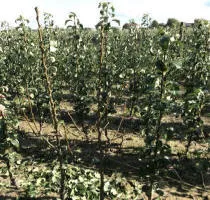 Škôlka ovocných stromov: jablone, hrušky, slivky, čerešne, čerešne, marhule, broskyne 12