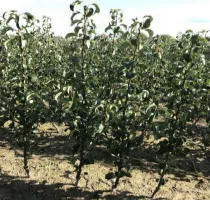 Škôlka ovocných stromov: jablone, hrušky, slivky, čerešne, čerešne, marhule, broskyne 13