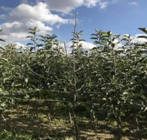 Škôlka ovocných stromov: jablone, hrušky, slivky, čerešne, čerešne, marhule, broskyne 16