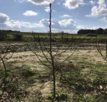 Škôlka ovocných stromov: jablone, hrušky, slivky, čerešne, čerešne, marhule, broskyne 17