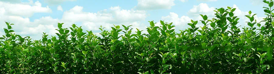 Škôlka ovocných stromov: jablone, hrušky, slivky, čerešne, Poľsko